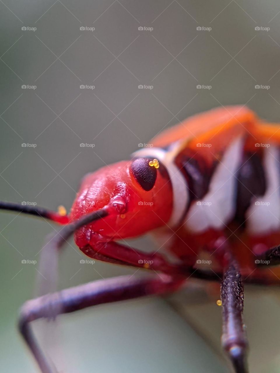 insect