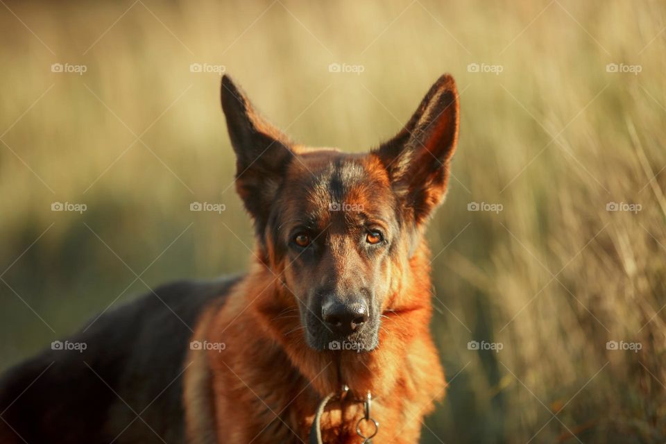 German shepherd dog outdoor portrait 