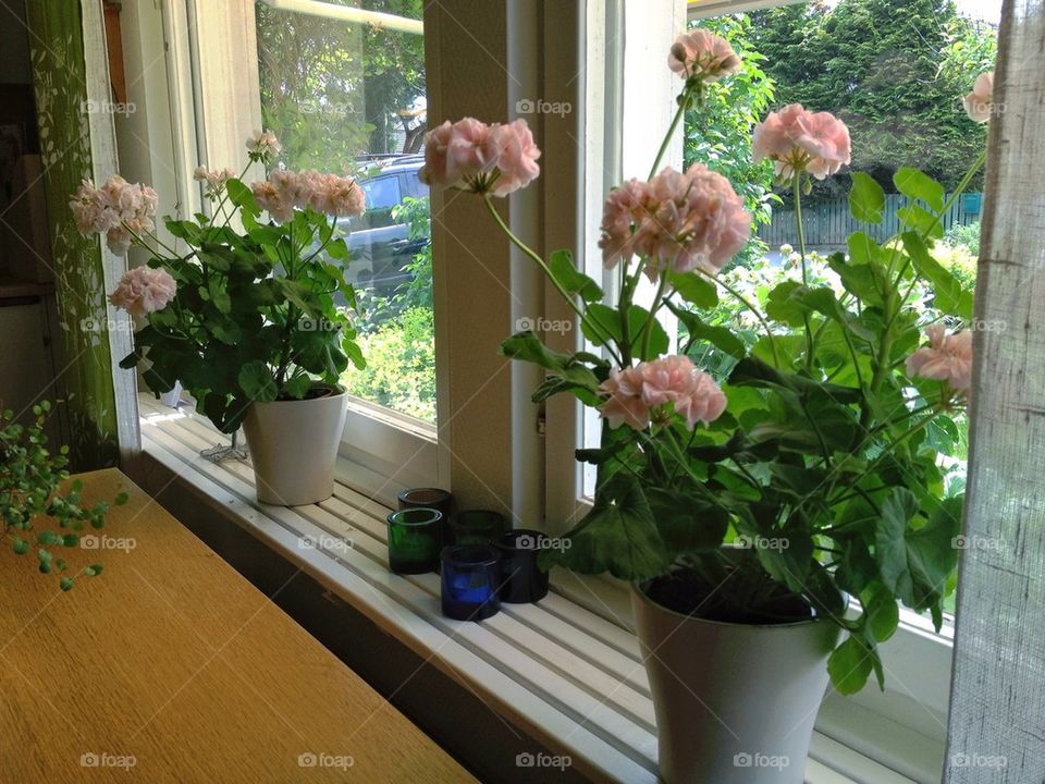 flowers pink window geranium by lemonique