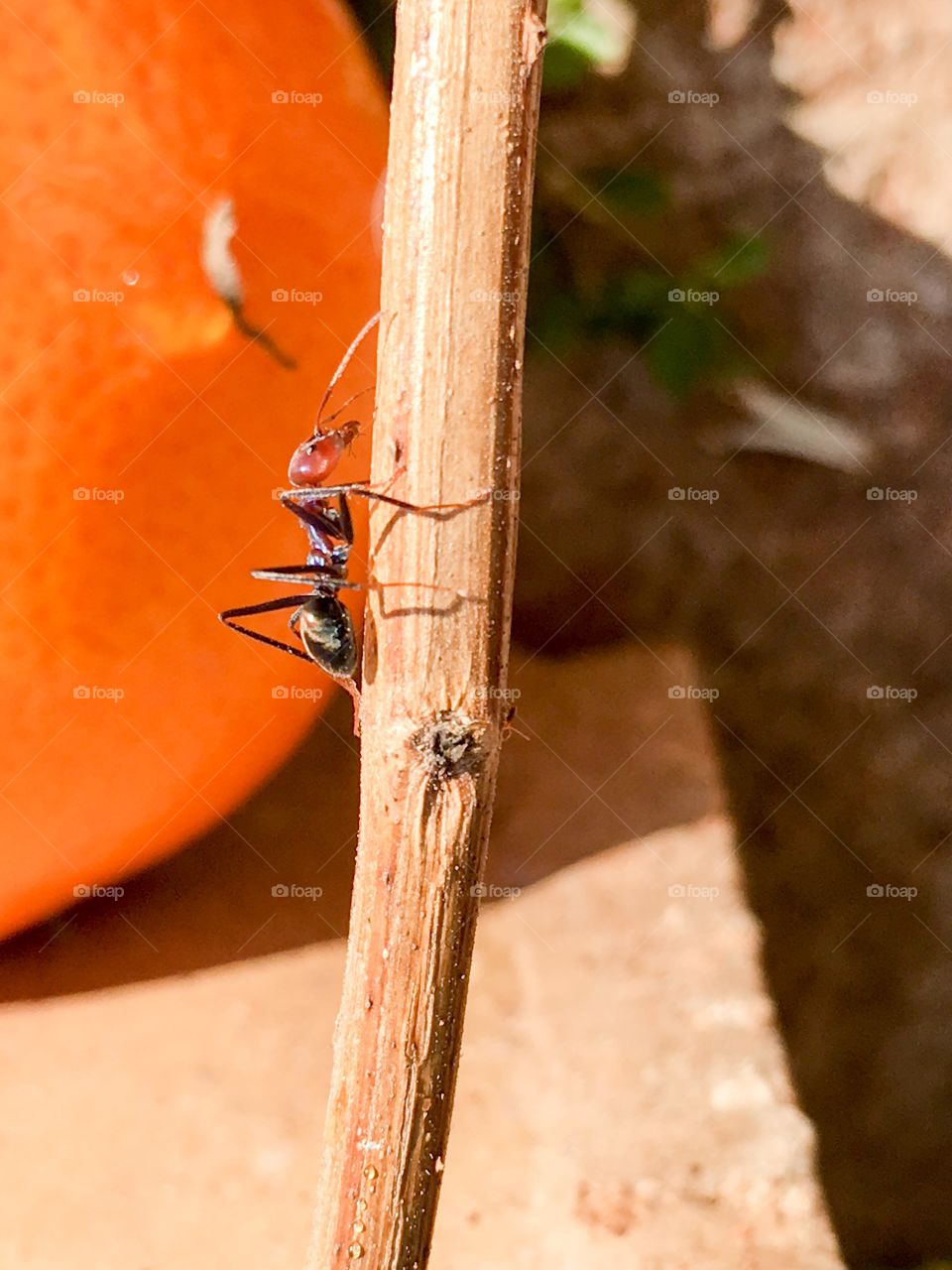 Australian worker ant climbing up a stick closeup view 
