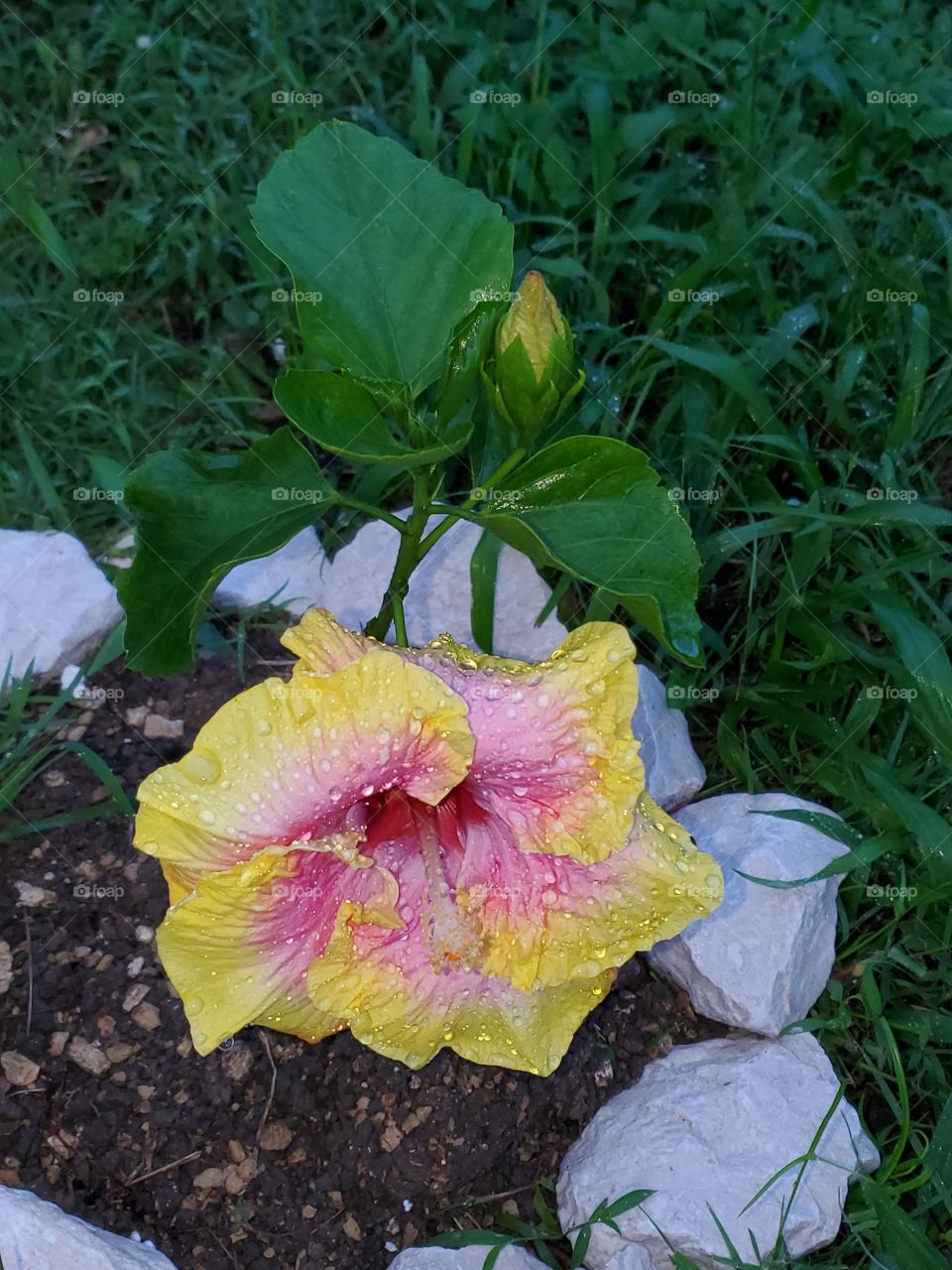 exotic hibiscus