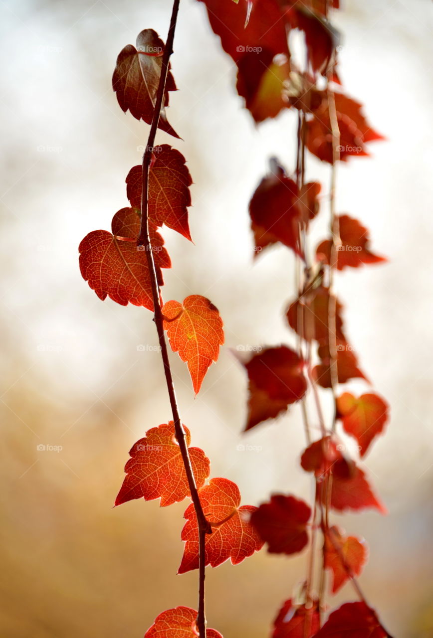 Close-up of autumn leaves