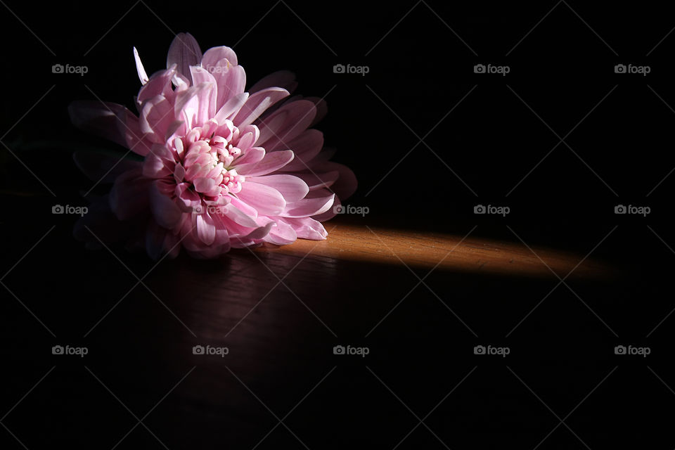 Pink flower on wooden table