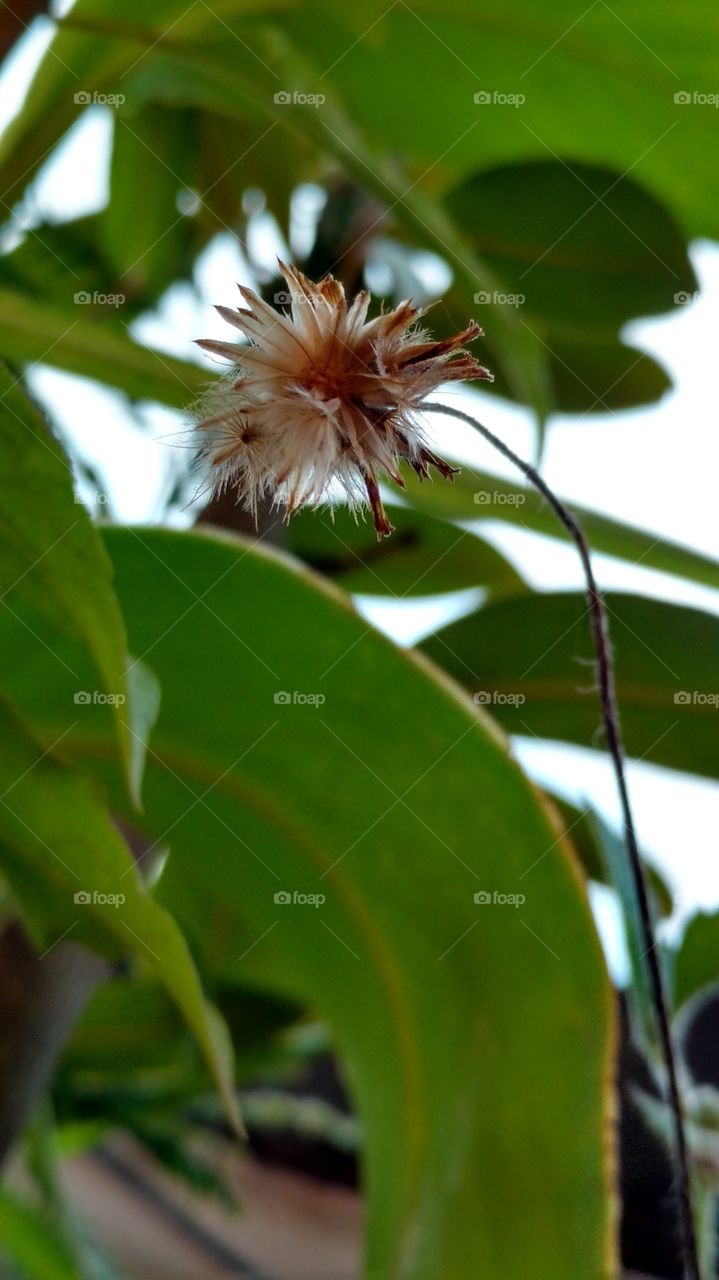 Leaf, Nature, Flora, No Person, Flower