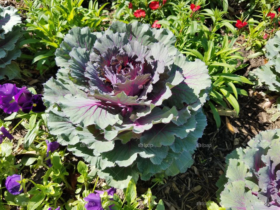 Beautiful purple & green cabbage