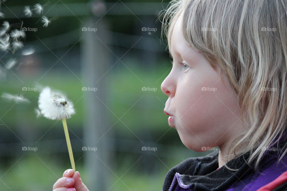 flowers dandelion flower face by istvan.jakob