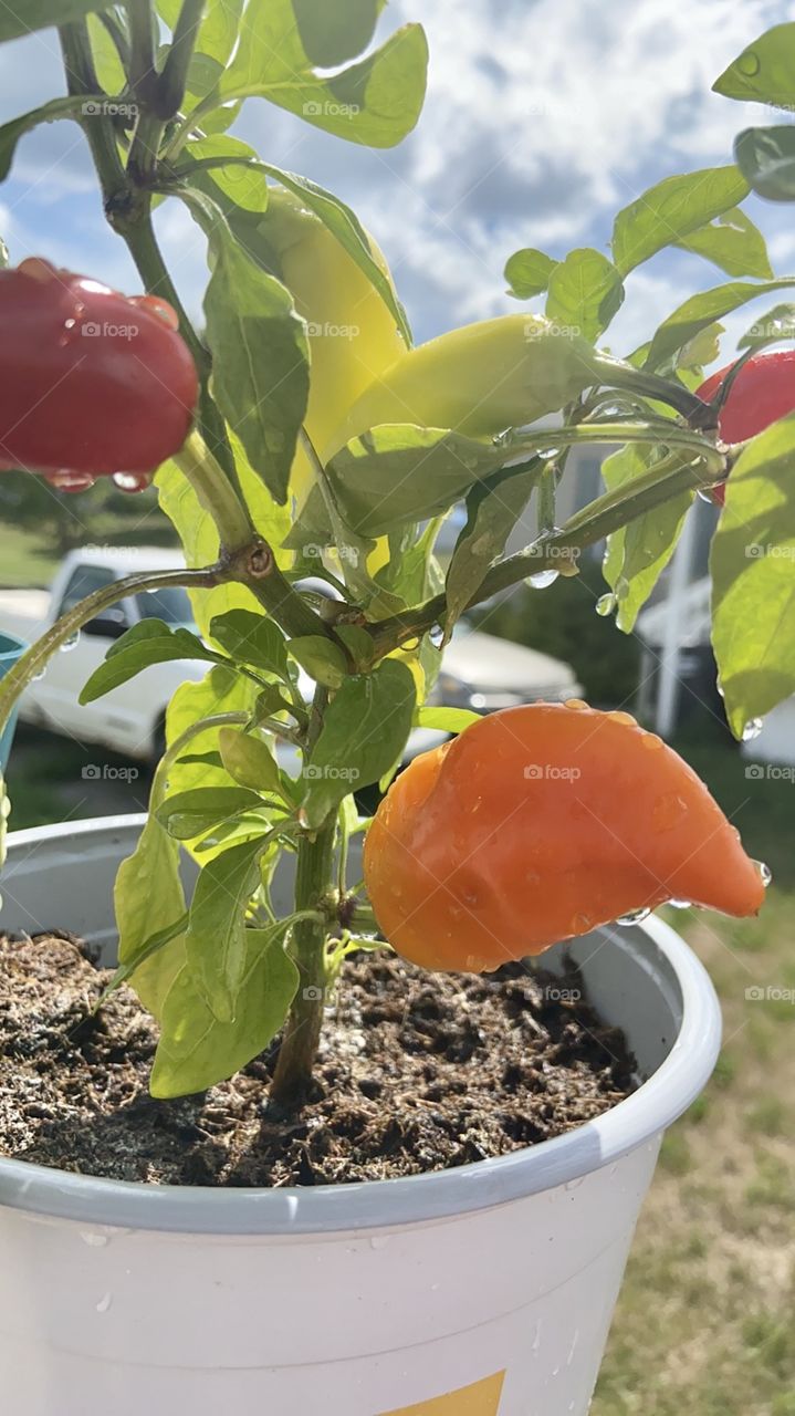 Peppers flourish 