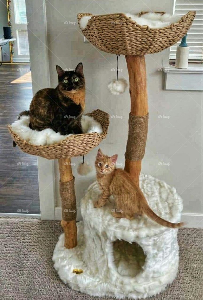 lovely cats