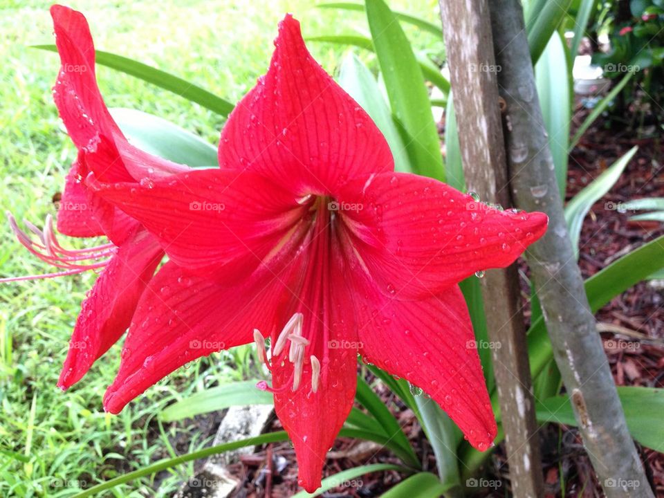 Amaryllis