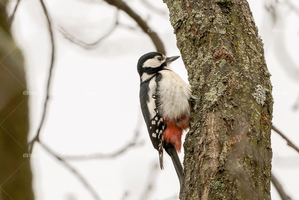 Woodpecker