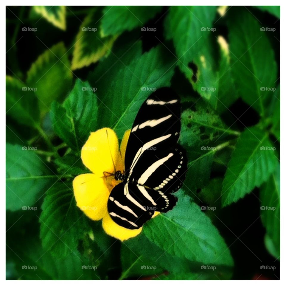Unique Butterfly
