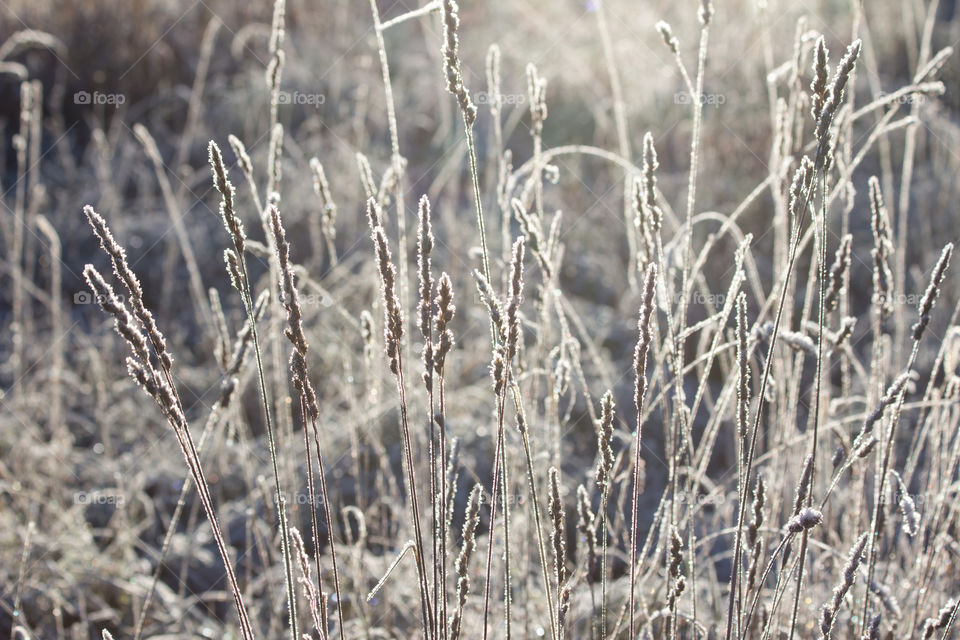 Frosty grass in backlight, backlit , gräs frost motljus 
