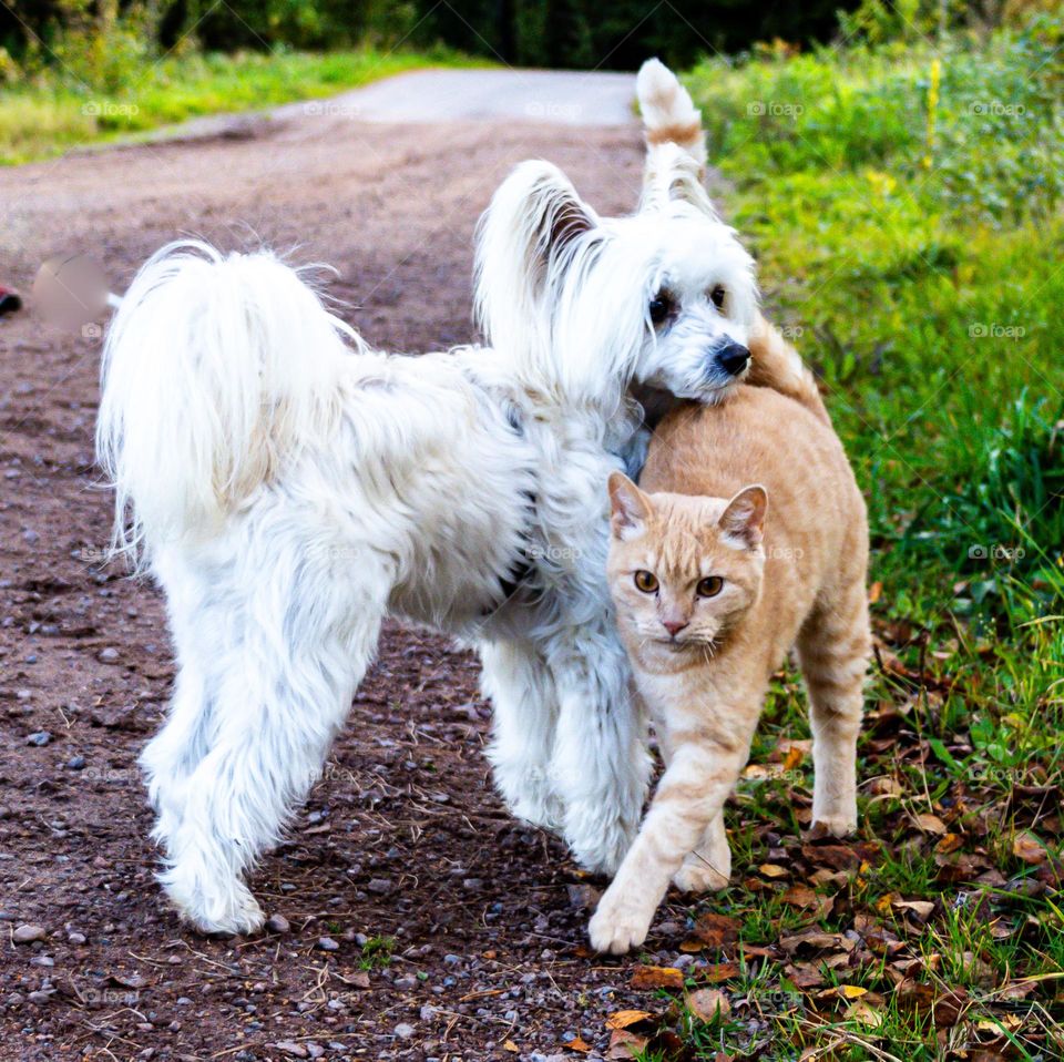 BEST FRIENDS and cat and dog.
Its realy FUNNY, they waiting for EACHOTHER in the neighborhood
