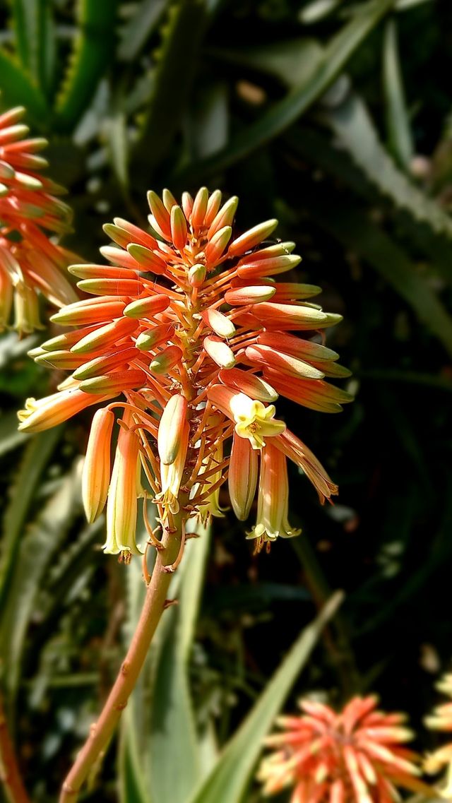 flowers and plants