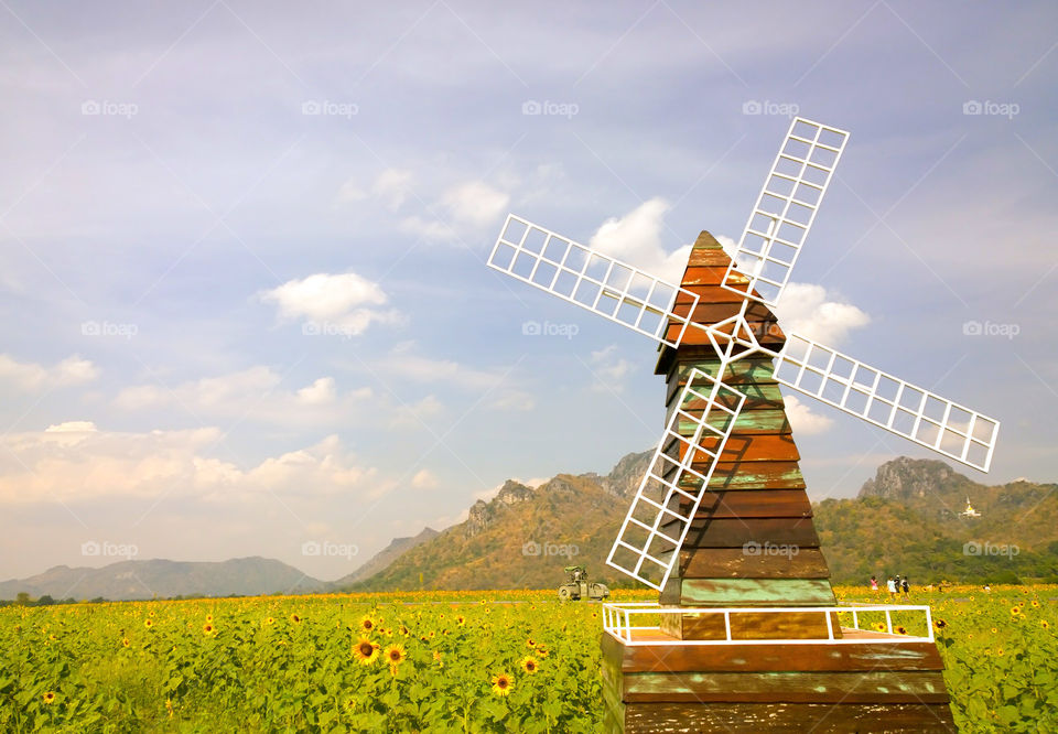 Sunflowers garden