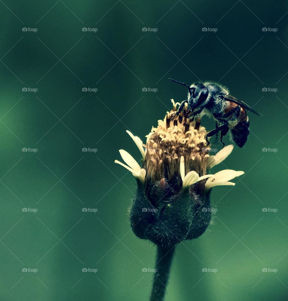 Macro photography - Honey bee - Closeup 