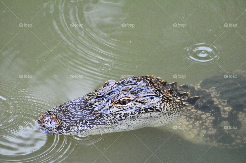 Alligator in rain.