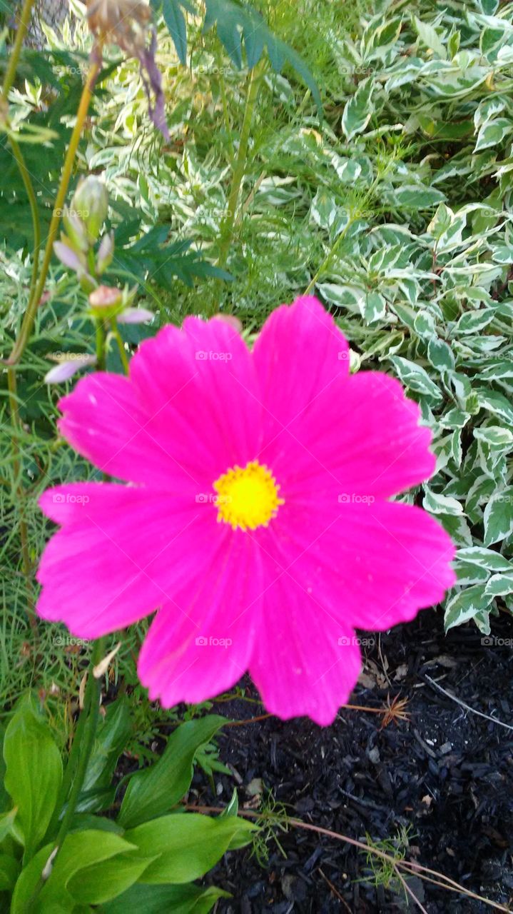 Nature, Flower, Garden, Flora, Summer