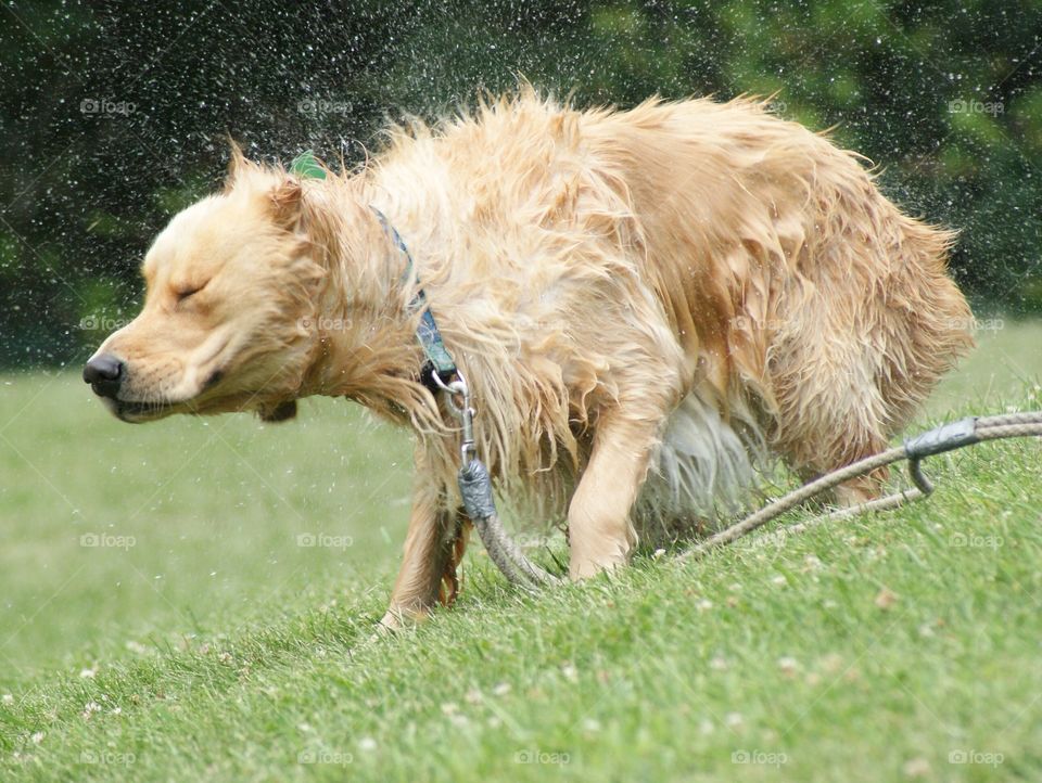 Close-up of wet dog