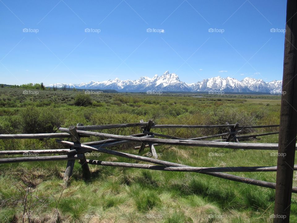 Teton mountains and meadow

