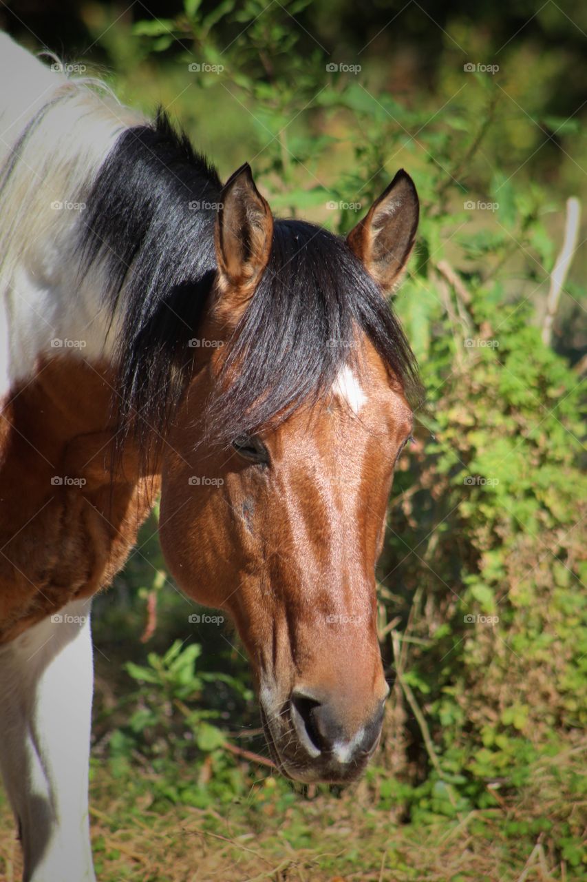 Paint Horse