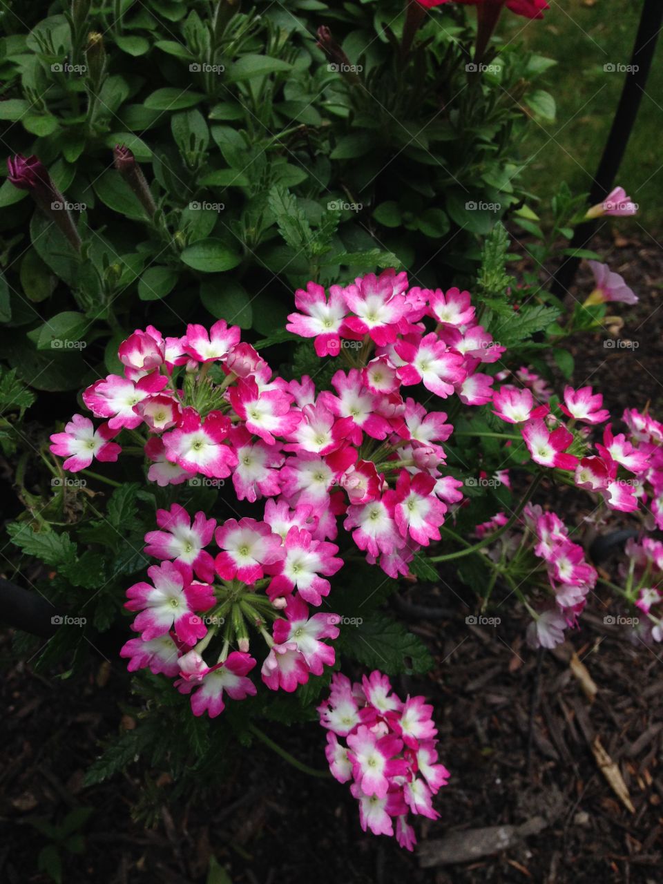 Delicate pink flowers