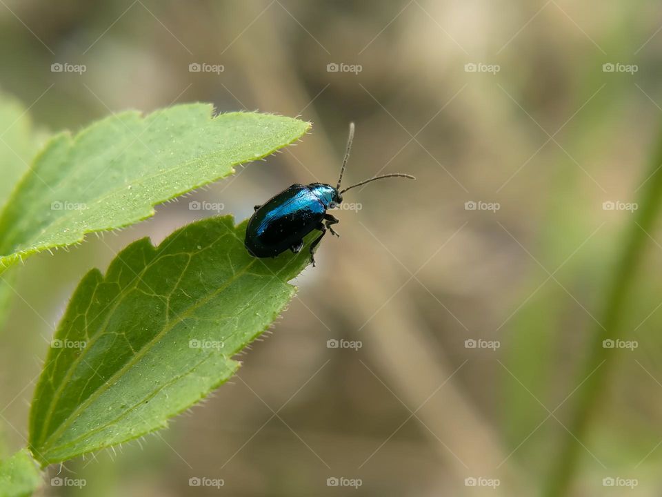 Macro Insects -a blue beetle on a leaf.