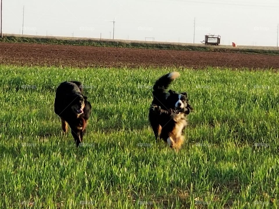 Playing fetch in a wheat field