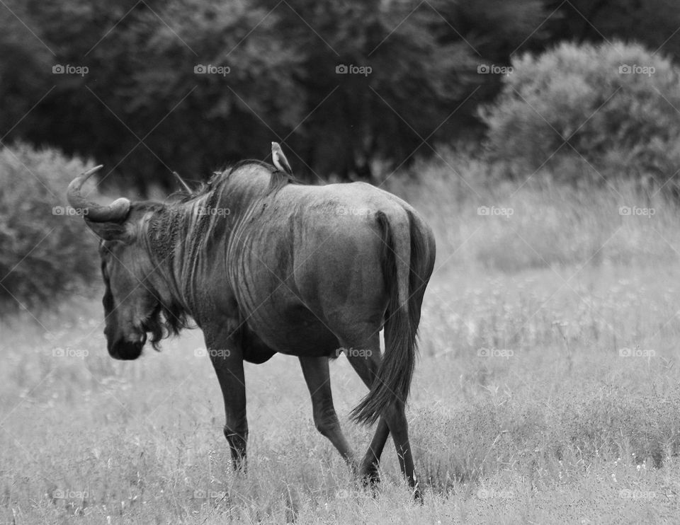 blue wildebeest