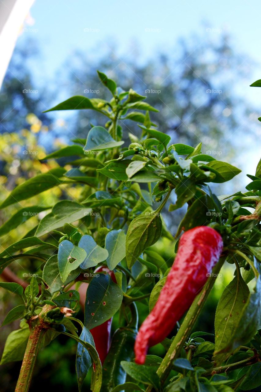 chillie on a tree