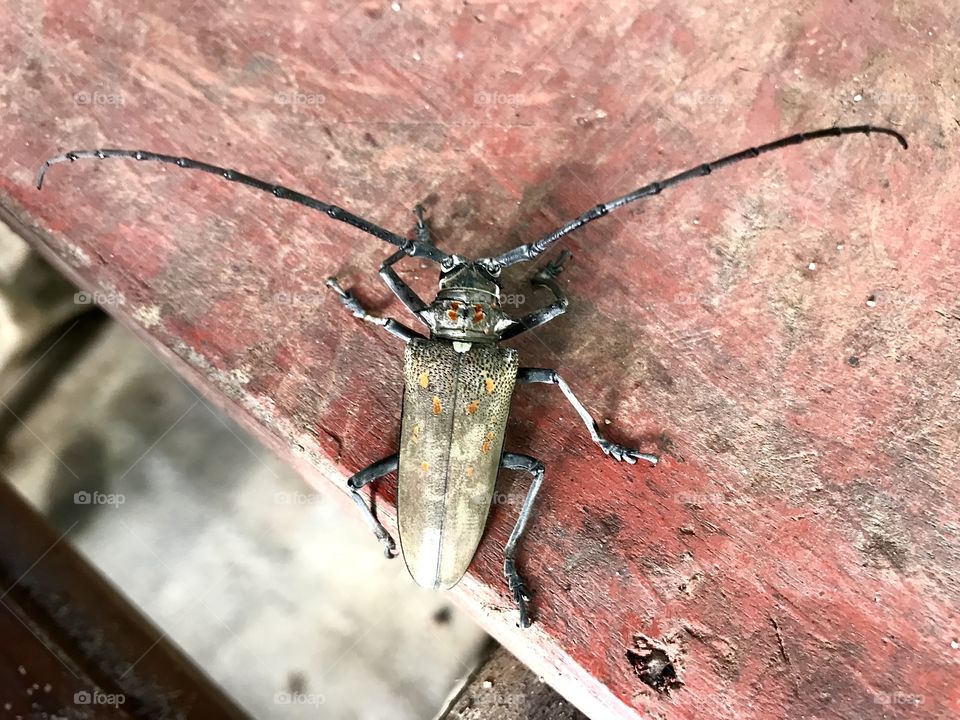 Mr Mango Beetle aka Batocera rufomaculata….