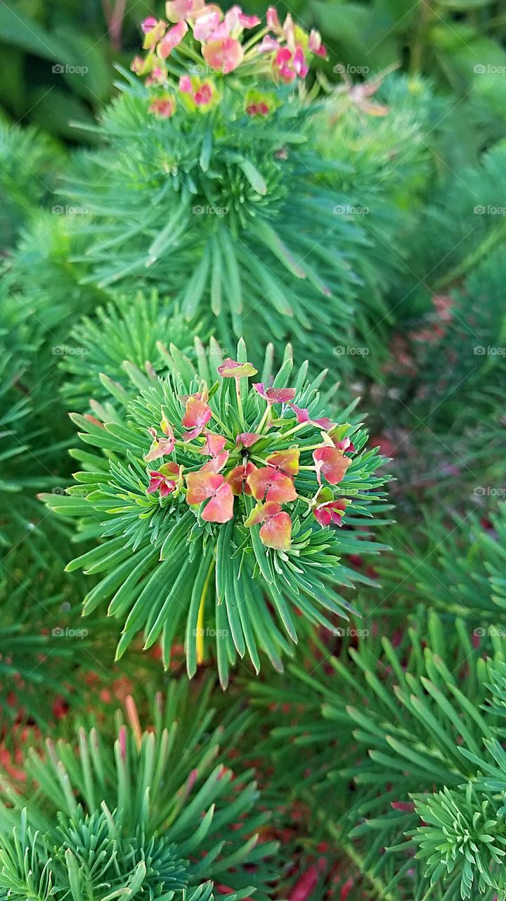 evergreen perennial flowering