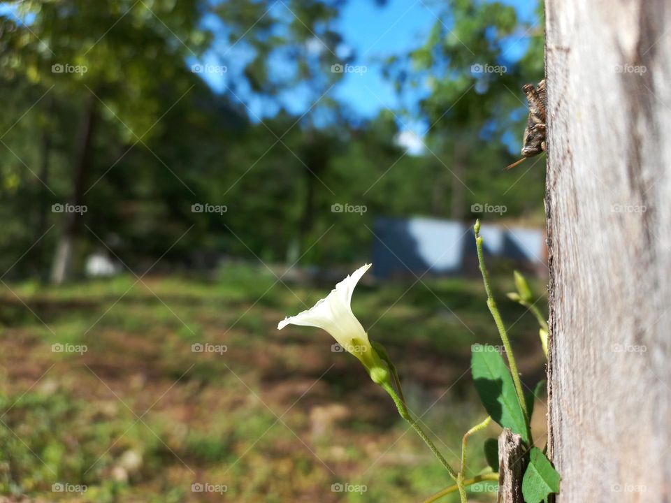 Flor absorbiendo el sol 🌼