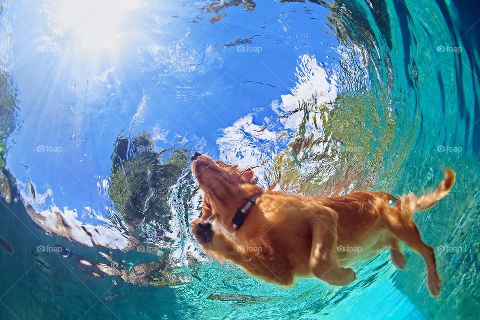 Golden Swimming ❤✋