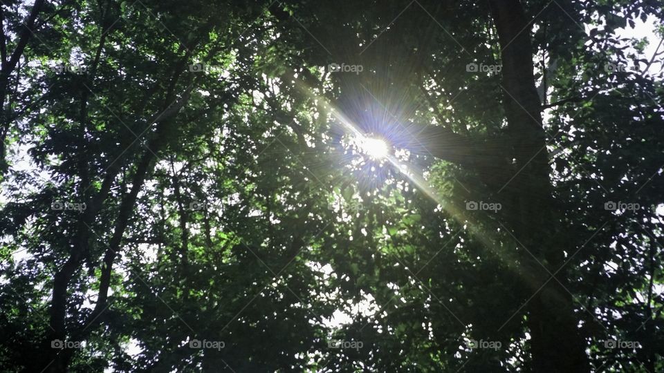 Looking up through trees