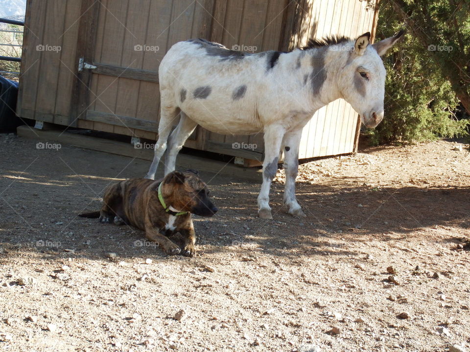 Rescued white donkey and brindle are friends on the ranch.