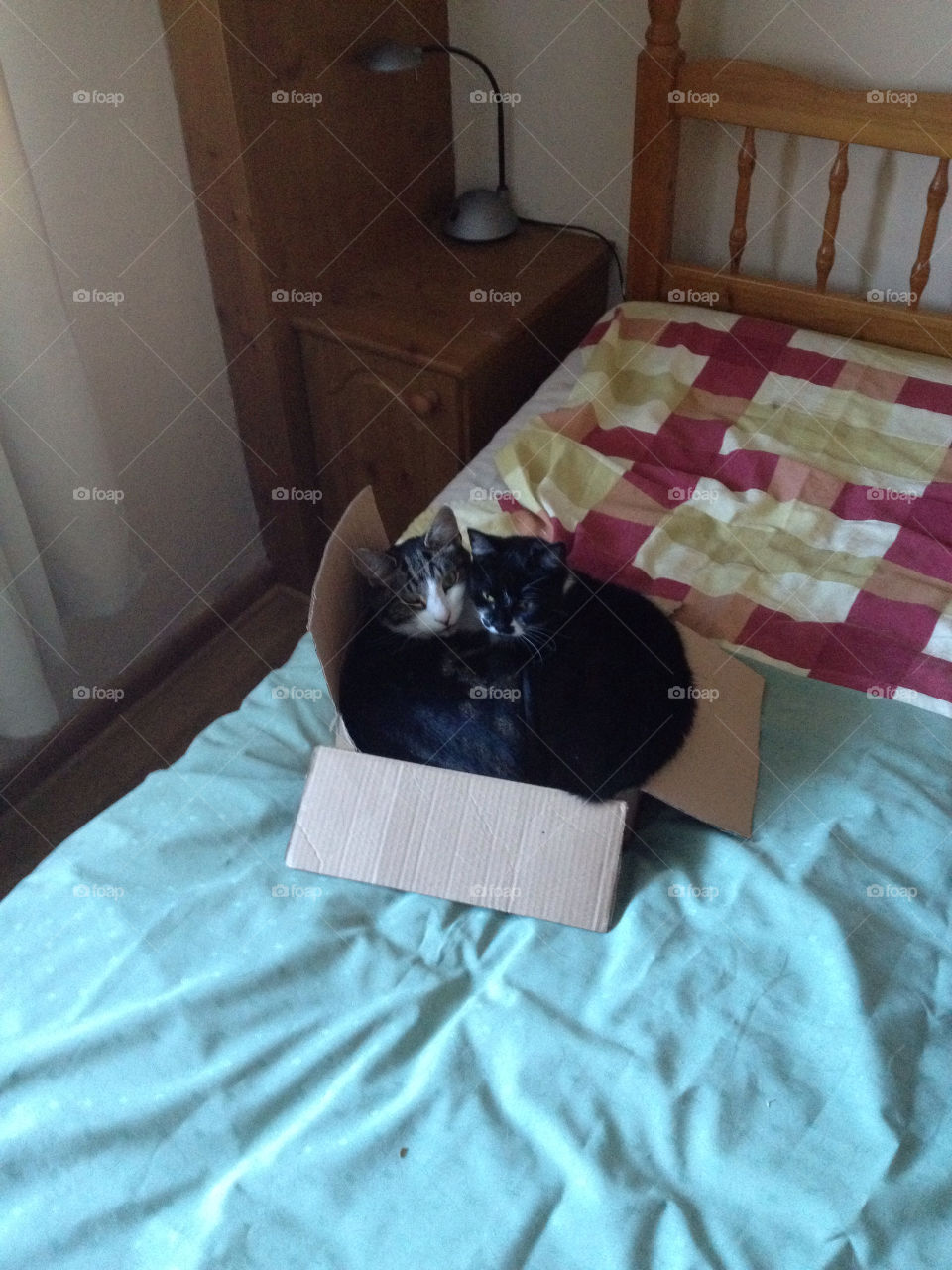 cat cute cosy box by madmandi
