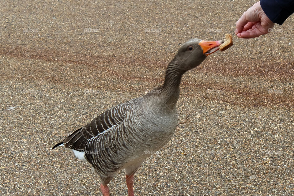 Feeding tame geese in London!