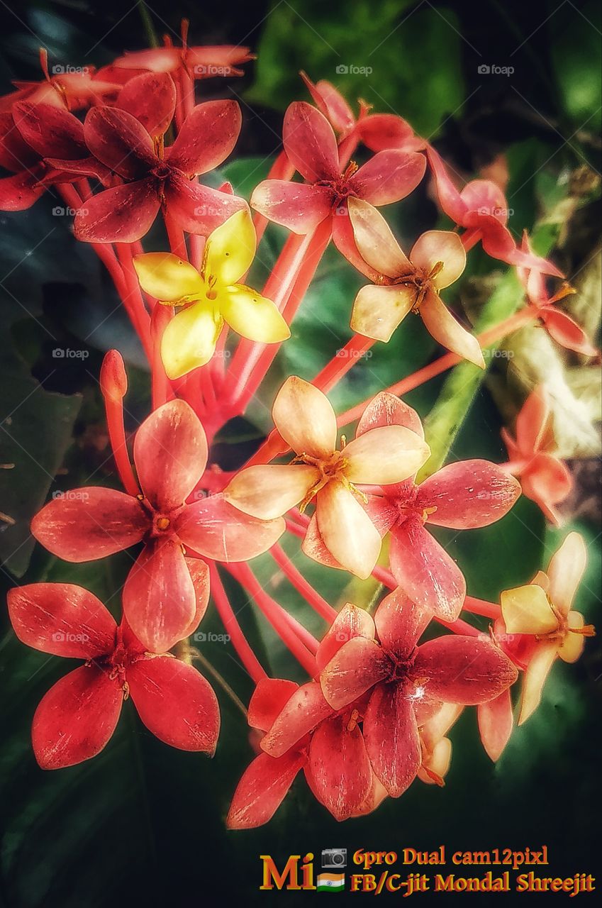 📸       ||     Mobile Photography     ||  📸

📱Device:-       Mi 6pro
🖼️Photo:-        Jungle geranium
🗓️Date:-          10.11.2020
🌐Location:-   Borhan pur,
                          West Bengal/India🇮🇳