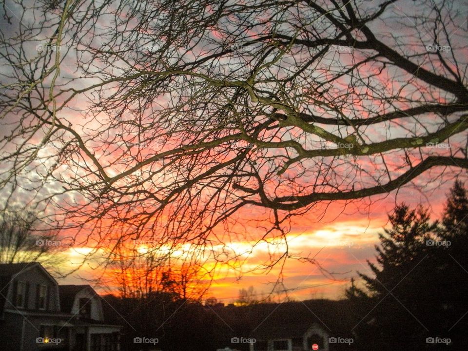 Sunset through trees