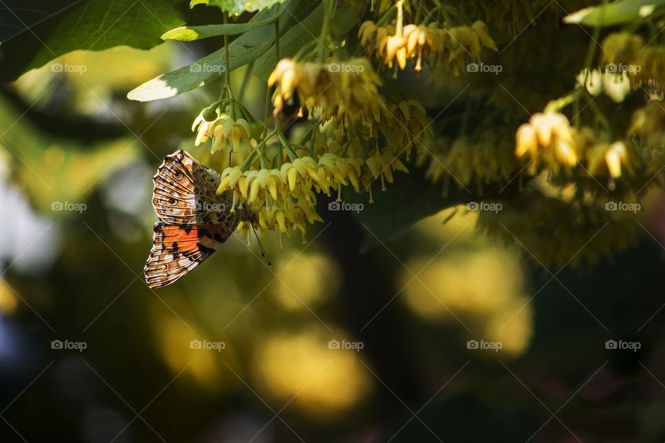 Vanessa cardui