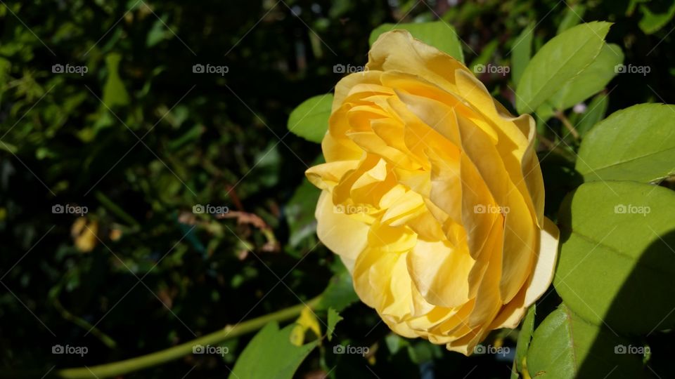 yellow rose from the garden