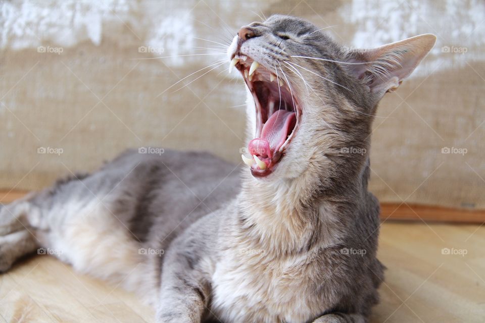 Close-up of cat yawning