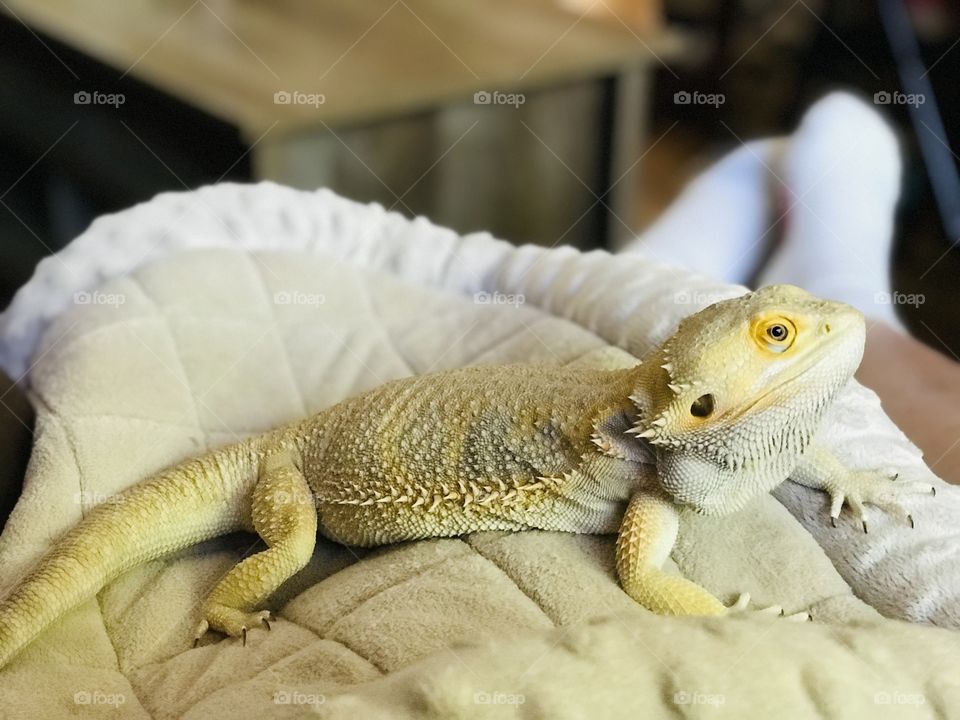 Stormy, my Bearded Dragon just woke up from a mini hibernation, (brumation), & he needed a bath & some cuddles. He was super happy as shown by the yellow colouration. Yellow=happy!