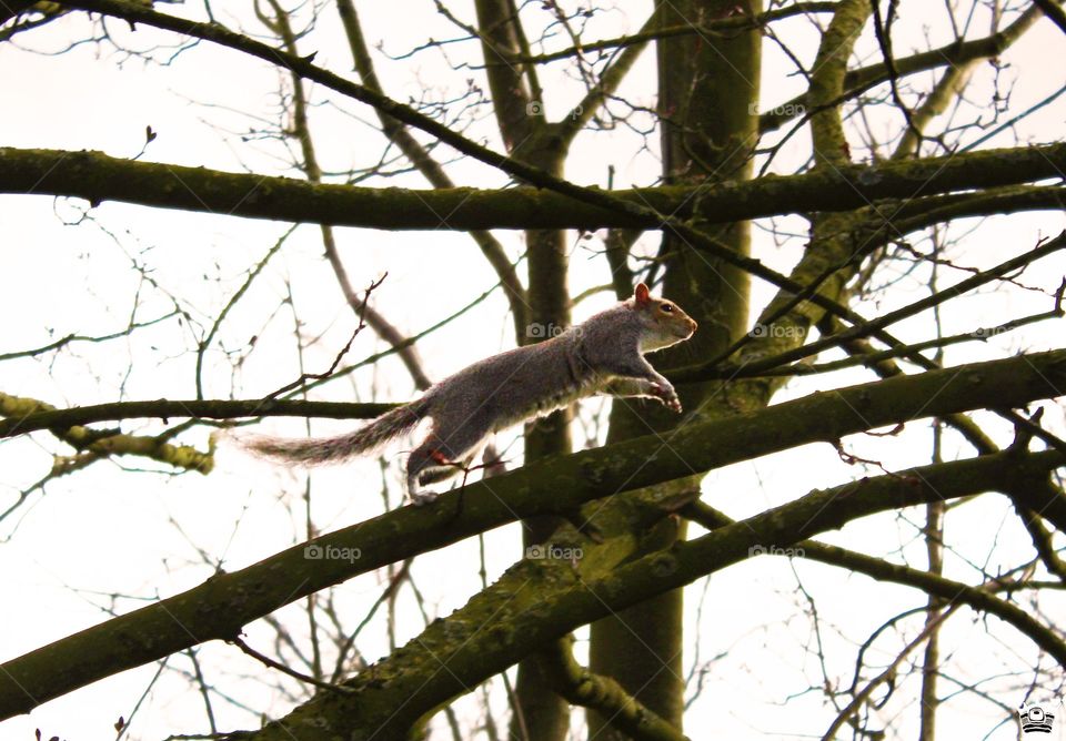 Squirrel running on the trees