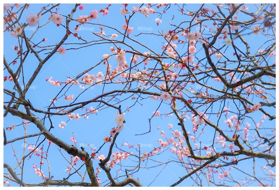 Sakura beaches in blue sky 