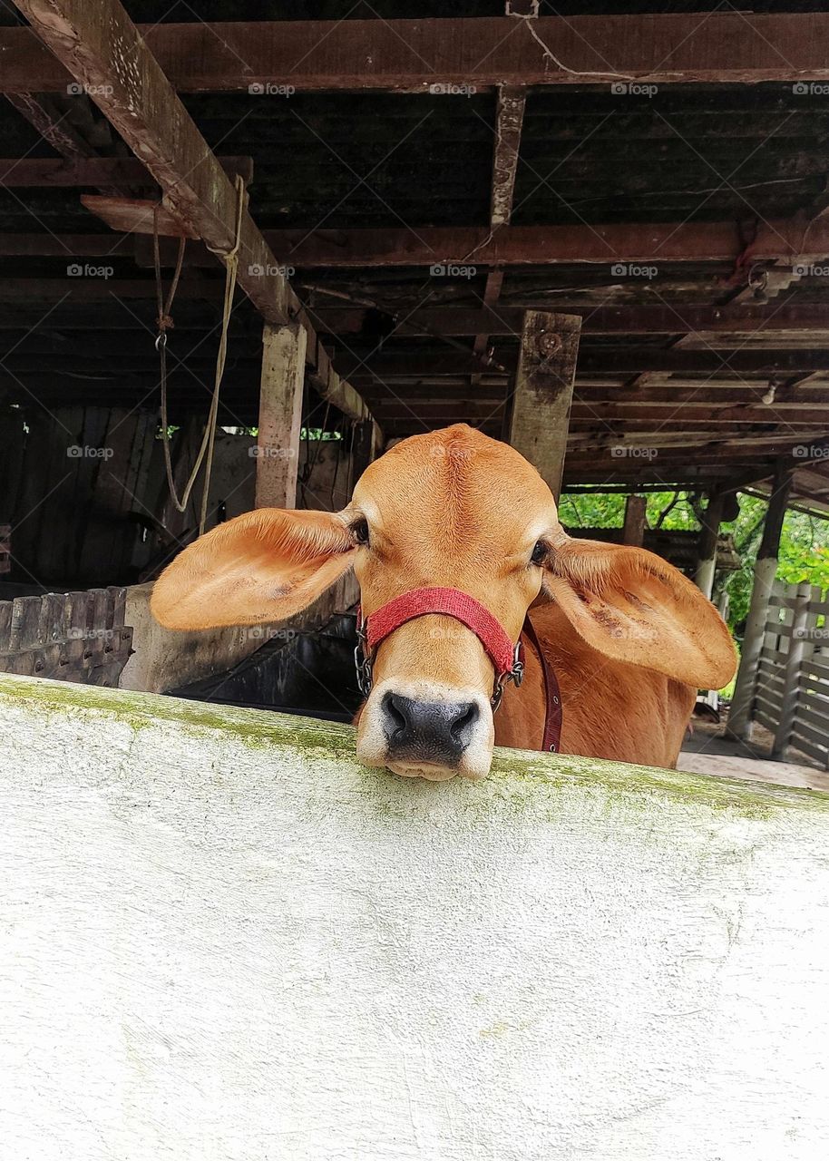 mischievous calf