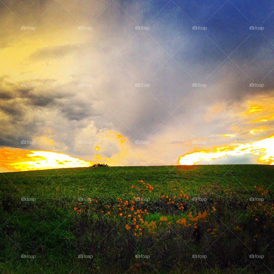 Wildflowers at field during sunset