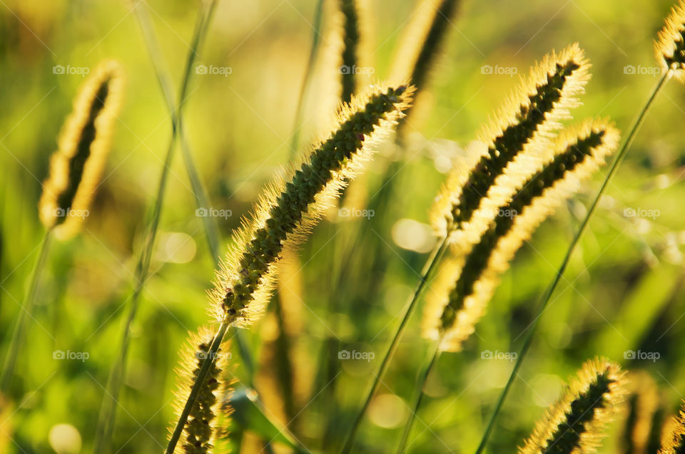 Sunbeams reflected off the grass