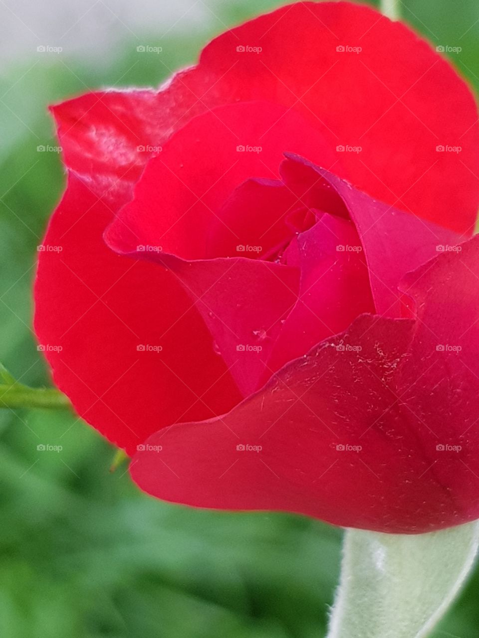 Vibrant red rose
